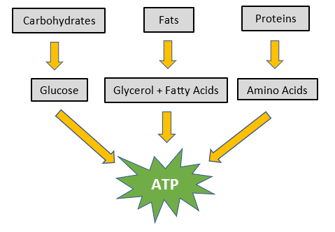 Macronutrient digestion diagram showing carbohydrates, fats, and proteins broken down into glucose, glycerol plus fatty acids, and amino acids before ATP production.