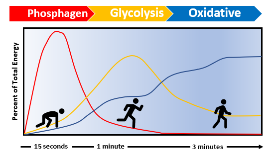 Energy system timeline showing phosphagen, glycolysis, and oxidative contribution over seconds to minutes of running.