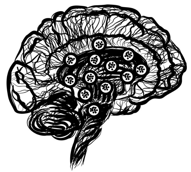 Black and white drawing of a brain with neurological connection markers.